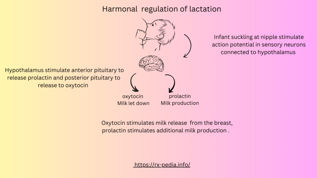 Drugs to Promote Lactation