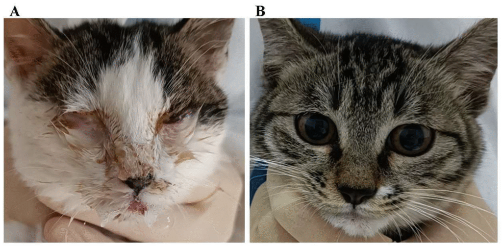Conjunctivitis in Cats