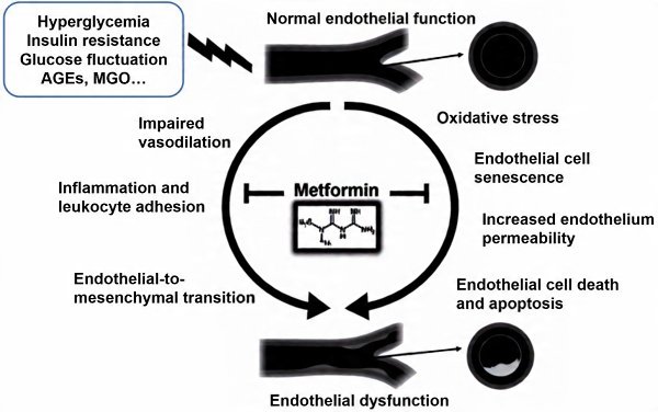 Metformin and ED myth busting - diabetes vascular damage vs. drug protection